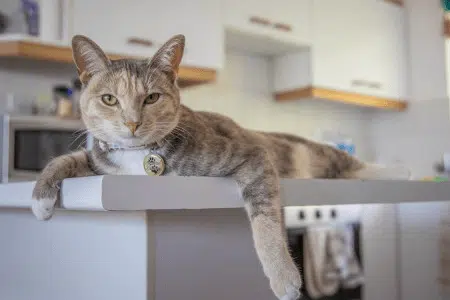 Dicas para adaptar seu pet à nova rotina sem bagunça em casa