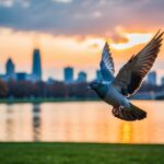 Uma pomba cinza voando sobre um parque da cidade pacífico ao pôr do sol