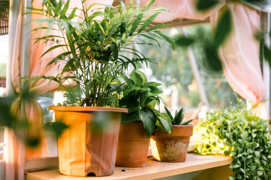 5 Espécies Ornamentais Que Criam um Visual Sofisticado em Casa