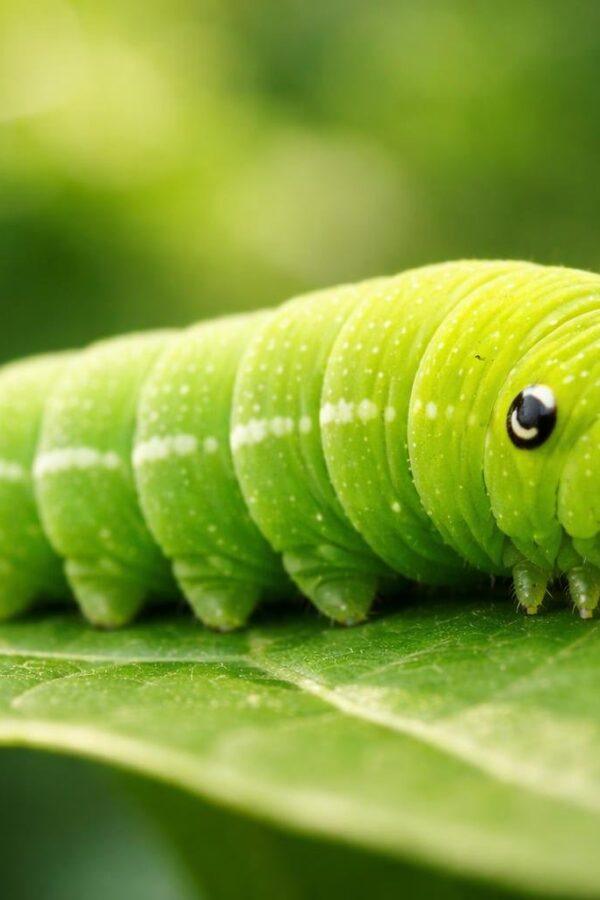 Lagarta verde sobre uma folha verde em um ambiente natural.