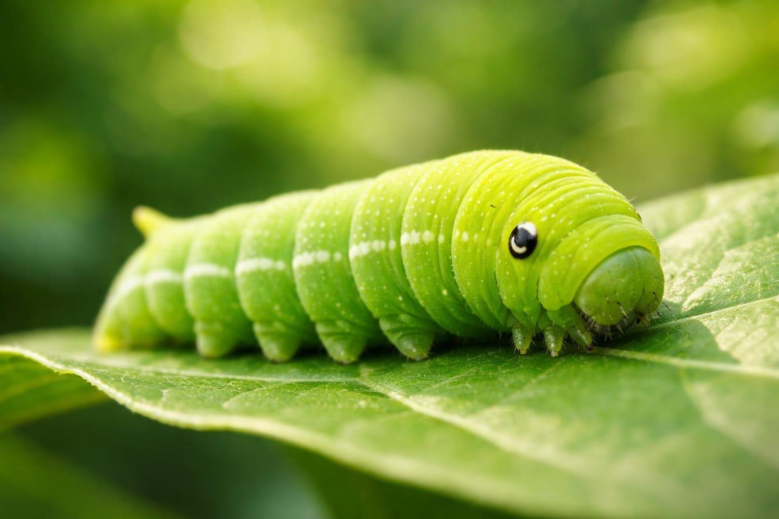 Lagarta verde sobre uma folha verde em um ambiente natural.