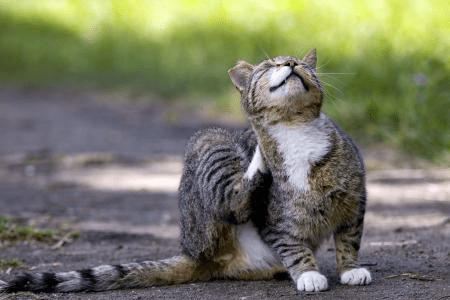 Como escolher o melhor antipulga para o seu pet: 6 dicas essenciais