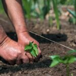 COMO A MECANIZAÇÃO IMPACTA OS RESULTADOS DA LAVOURA E TRANSFORMA A EFICIÊNCIA NO CAMPO