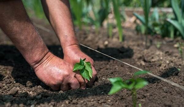 COMO A MECANIZAÇÃO IMPACTA OS RESULTADOS DA LAVOURA E TRANSFORMA A EFICIÊNCIA NO CAMPO