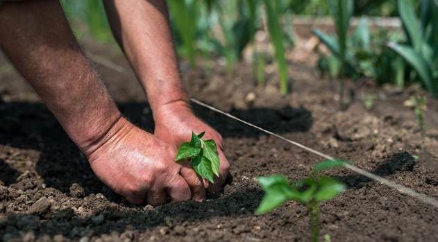 COMO A MECANIZAÇÃO IMPACTA OS RESULTADOS DA LAVOURA E TRANSFORMA A EFICIÊNCIA NO CAMPO